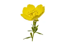 Evening Primrose Oil