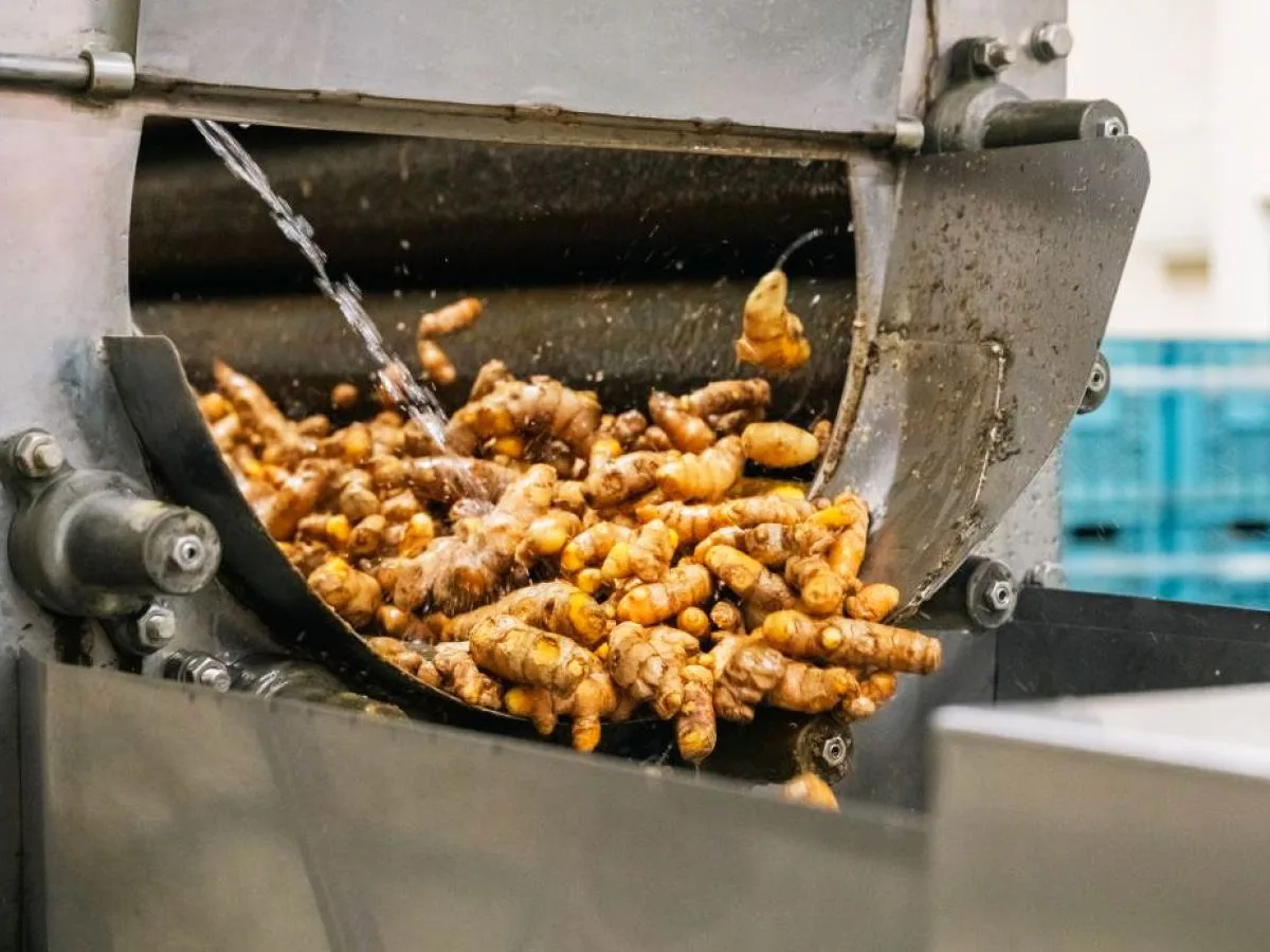 Super 501s are used for cleaning and sterilization. Peeling turmeric helps reduce soil bacteria.