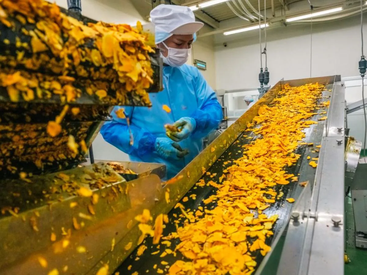 Sliced turmeric passes through a conveyor and enters the dryer.